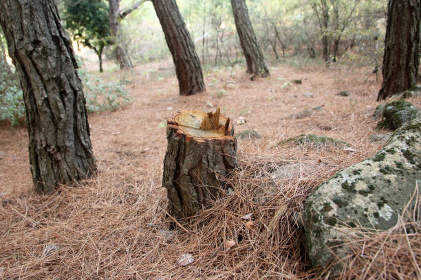 How Our Tree Care Process Works  in  Gosnell, AR